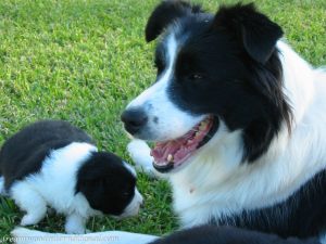 Puppies 093